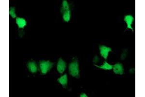 Anti-SOCS3 mouse monoclonal antibody (ABIN2454662) immunofluorescent staining of COS7 cells transiently transfected by pCMV6-ENTRY SOCS3 (RC209305). (SOCS3 抗体)