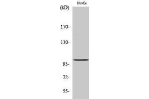 Western Blotting (WB) image for anti-Clock Homolog (Mouse) (CLOCK) (Internal Region) antibody (ABIN3174450) (CLOCK 抗体  (Internal Region))