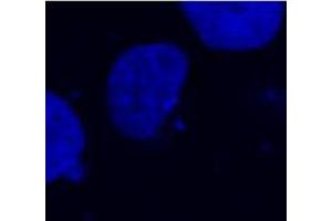 Confocal microscopy of COS-7 transfectants, expressing fusion nuclear protein with T7-DYKDDDDK epitope. (DYKDDDDK Tag 抗体)