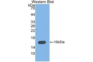 Detection of Recombinant MBL, Mouse using Polyclonal Antibody to Mannose Binding Lectin (MBL) (MBL2 抗体  (AA 129-244))