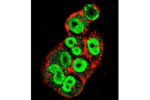 Immunofluorescence (IF) image for anti-TIMP Metallopeptidase Inhibitor 1 (TIMP1) (AA 157-188), (C-Term) antibody (ABIN655149)