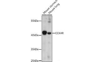 Western blot analysis of extracts of various cell lines using CCKAR Polyclonal Antibody at dilution of 1:1000. (CCKAR 抗体)