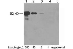 Western blot analysis of VSV-G fusion protein (MW~52 kD) using 0.