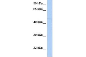 WB Suggested Anti-C9orf138 Antibody Titration: 0.