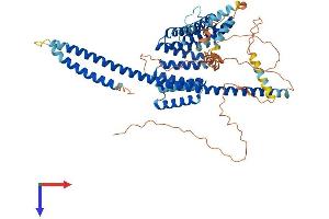 KLC2 Protein (AA 1-622) (His tag)