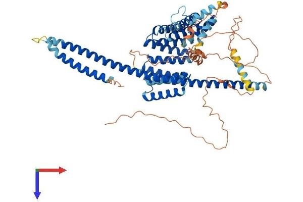 KLC2 Protein (AA 1-622) (His tag)