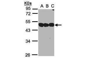 Western Blotting (WB) image for anti-NSFL1 (p97) Cofactor (p47) (NSFL1C) (Center) antibody (ABIN2856019)