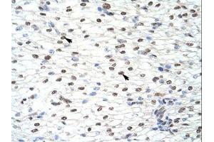 Image no. 1 for anti-CUGBP, Elav-Like Family Member 2 (CELF2) (AA 73-122) antibody (ABIN203186) (CELF2 抗体  (AA 73-122))
