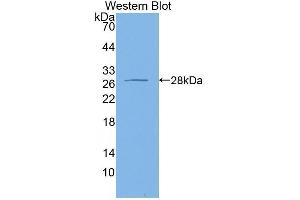 Western Blotting (WB) image for anti-Apolipoprotein M (APOM) (AA 8-188) antibody (ABIN1175637) (Apolipoprotein M 抗体  (AA 8-188))