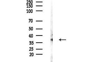 Western blot analysis of lysates from HepG2 cells(starvation,24h treatment), using GNRHR Antibody at 1/1000 dilution.