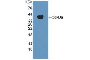 Western Blotting (WB) image for anti-Transient Receptor Potential Cation Channel, Subfamily A, Member 1 (TRPA1) (AA 63-370) antibody (ABIN7441301)