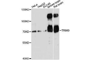 Western blot analysis of extracts of various cell lines, using TRIM9 antibody. (TRIM9 抗体  (AA 1-160))