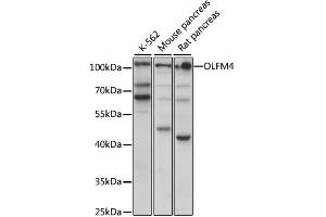 Western blot analysis of extracts of various cell lines, using OLFM4 antibody (ABIN6290716) at 1:1000 dilution. (Olfactomedin 4 抗体)