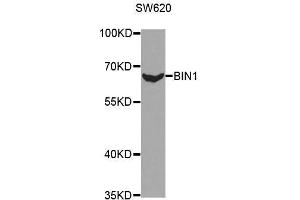 Western blot analysis of extracts of SW620 cell line, using BIN1 antibody. (BIN1 抗体  (AA 230-409))