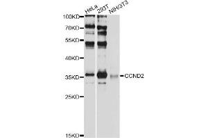 Western blot analysis of extracts of various cell lines, using CCND2 antibody (ABIN6290267) at 1:1000 dilution. (Cyclin D2 抗体)
