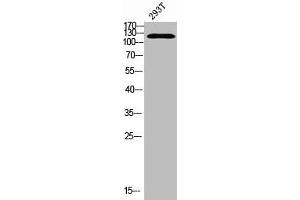 Western blot analysis of 293T using Acetyl-RIP140 (K158) antibody. (NRIP1 抗体  (acLys158))