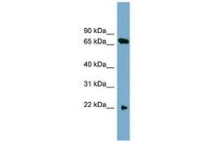 Image no. 1 for anti-Solute Carrier Family 24 (Sodium/potassium/calcium Exchanger), Member 4 (Slc24a4) (AA 124-173) antibody (ABIN6743240)