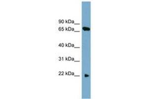 Image no. 1 for anti-Solute Carrier Family 24 (Sodium/potassium/calcium Exchanger), Member 4 (Slc24a4) (AA 124-173) antibody (ABIN6743240) (SLC24A4 抗体  (AA 124-173))