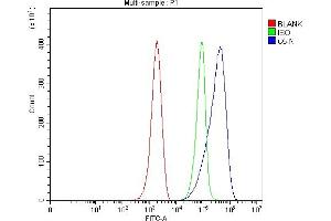 Flow Cytometry analysis of ANA-1 cells using anti-C5 antibody (ABIN7600410). (C5 抗体  (AA 19-294))