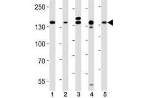 Western blot analysis of lysate from (1) HeLa, (2) MCF-7, (3) mouse C2C12, (4) mouse NIH3T3, (5) rat C6 cell line using Raptor antibody at 1:1000. (RAPTOR 抗体)