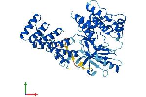 AlphaFold protein structure predicition of Mouse Recombinant Ilk Protein, UniprotID O55222