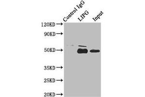 Immunoprecipitating LIPG in HepG2 whole cell lysate Lane 1: Rabbit control IgG instead of ABIN7151743 in HepG2 whole cell lysate. (LIPG 抗体  (AA 360-500))