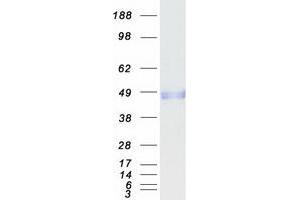 Western Blotting (WB) image for Milk Fat Globule-EGF Factor 8 Protein (MFGE8) (Transcript Variant 1) protein (Myc-DYKDDDDK Tag) (ABIN2724454)