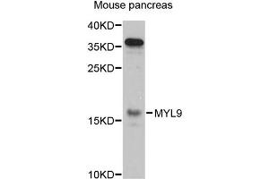 Western blot analysis of extracts of mouse pancreas, using MYL9 antibody (ABIN5971556) at 1:3000 dilution.