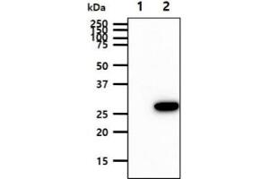 The cell lysates (10ug) were resolved by SDS-PAGE, transferred to PVDF membrane and probed with anti-human BPGM antibody (1:1000). (BPGM 抗体)