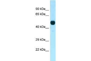 WB Suggested Anti-Cdk14 Antibody Titration: 1. (CDK14 抗体  (C-Term))