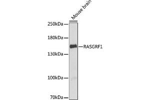Western blot analysis of extracts of mouse brain, using R antibody (ABIN6132586, ABIN6146718, ABIN6146719 and ABIN6222717) at 1:1000 dilution. (RASGRF1 抗体  (AA 1-190))