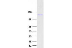 Western Blotting (WB) image for Ankyrin Repeat and Zinc Finger Domain Containing 1 (ANKZF1) (Transcript Variant 1) protein (Myc-DYKDDDDK Tag) (ABIN2714728)