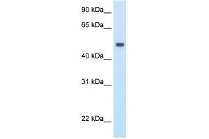 MAT1A antibody used at 2. (MAT1A 抗体  (C-Term))