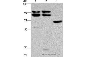 Western blot analysis of Hela, 231 and NIH/3T3 cell, using OS9 Polyclonal Antibody at dilution of 1:200 (OS9 抗体)