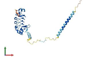 Protein Structure (PS) image for Leucine Rich Repeat Containing 61 (LRRC61) (AA 1-259) protein (His tag) (ABIN7549109)