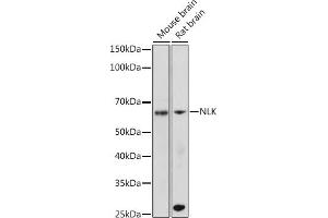 Western blot analysis of extracts of various cell lines, using NLK antibody (ABIN7268846) at 1:500 dilution. (Nemo-Like Kinase 抗体)
