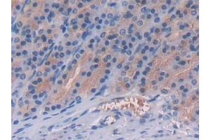 Detection of FGL1 in Rat Stomach Tissue using Polyclonal Antibody to Fibrinogen Like Protein 1 (FGL1) (FGL1 抗体  (AA 23-314))