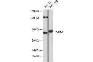 Western blot analysis of extracts of various cell lines, using CRY2 Polyclonal Antibody (ABIN7266526) at 1:1000 dilution. (CRY2 抗体  (AA 36-266))