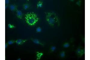 Image no. 3 for anti-Growth Arrest and DNA-Damage-Inducible, gamma (GADD45G) antibody (ABIN1497602) (GADD45G 抗体)