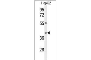 Western blot analysis of WDR82 Antibody (N-term) (ABIN651007 and ABIN2840036) in HepG2 cell line lysates (35 μg/lane). (WDR82 抗体  (N-Term))