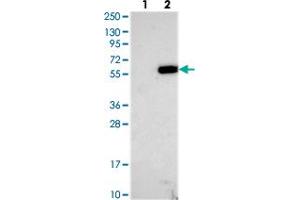 Western blot analysis of Lane 1: Negative control (vector only transfected HEK293T lysate), Lane 2: Over-expression Lysate (Co-expressed with a C-terminal myc-DDK tag (~3. (TMEM151A 抗体)