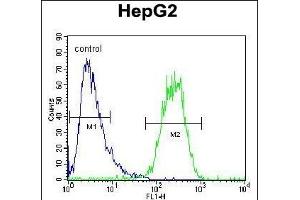SEC13 Antibody (Center) (ABIN654695 and ABIN2844387) flow cytometric analysis of HepG2 cells (right histogram) compared to a negative control cell (left histogram). (SEC13 抗体  (AA 72-100))
