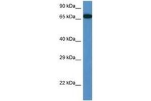 Image no. 1 for anti-Mbt Domain Containing 1 (MBTD1) (AA 245-294) antibody (ABIN6747232) (MBTD1 抗体  (AA 245-294))