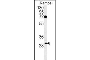 Western blot analysis of C19orf63 Antibody (N-term) (ABIN651381 and ABIN2840212) in Ramos cell line lysates (35 μg/lane). (EMC10 抗体  (N-Term))
