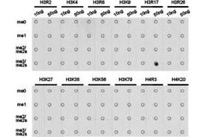 Dot-blot analysis of all sorts of methylation peptides using H3R17me2s antibody.