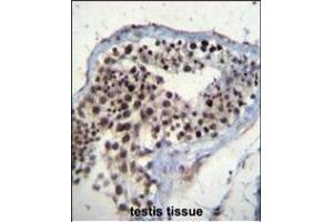 SOX15 Antibody (Center) (ABIN656405 and ABIN2845699) immunohistochemistry analysis in formalin fixed and paraffin embedded human testis tissue followed by peroxidase conjugation of the secondary antibody and DAB staining. (SOX15 抗体  (AA 96-125))