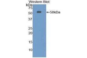 Western Blotting (WB) image for anti-Netrin 1 (NTN1) (AA 313-565) antibody (ABIN1860071) (Netrin 1 抗体  (AA 313-565))