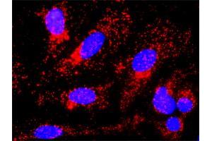Proximity Ligation Assay (PLA) image for anti-Catenin (Cadherin-Associated Protein), beta 1, 88kDa (CTNNB1) (AA 682-781) antibody (ABIN514758)