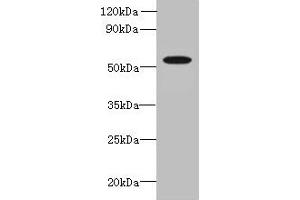 Western blot All lanes: L2HGDH antibody at 8 μg/mL + K562 whole cell lysate Secondary Goat polyclonal to rabbit IgG at 1/10000 dilution Predicted band size: 51, 49 kDa Observed band size: 51 kDa (L2HGDH 抗体  (AA 52-463))