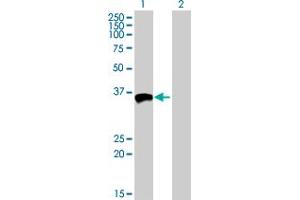 Western Blot analysis of MFI2 expression in transfected 293T cell line by MFI2 MaxPab polyclonal antibody.